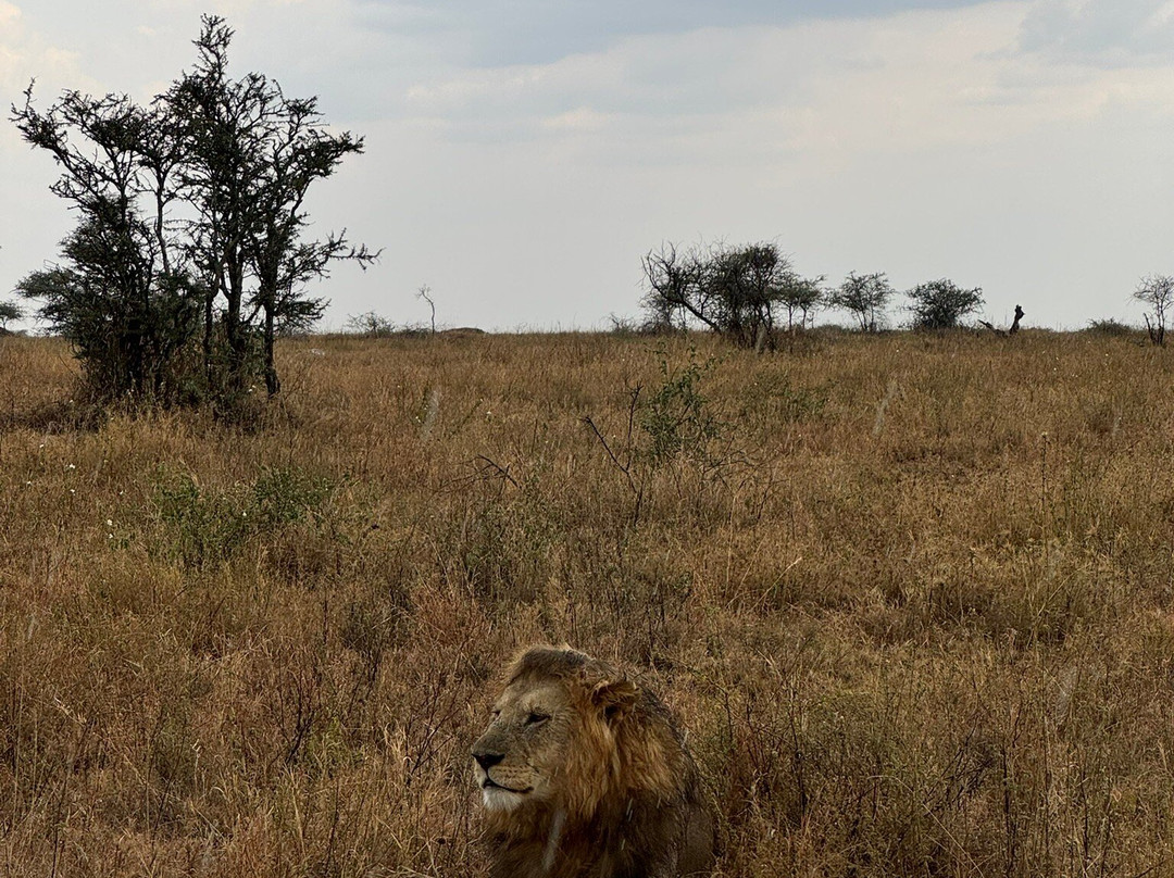 歌珊地非洲游猎之旅-阿鲁沙必去景点