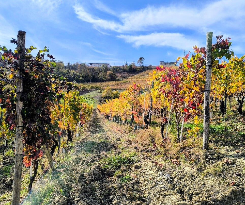 Cantina del Dolcetto di Dogliani-Dogliani必去景点