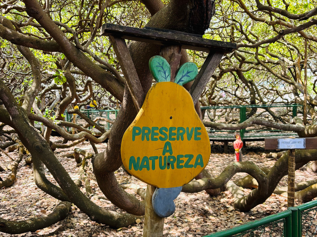 Cajueiro de Pirangi-Pirangi do Norte必去景点