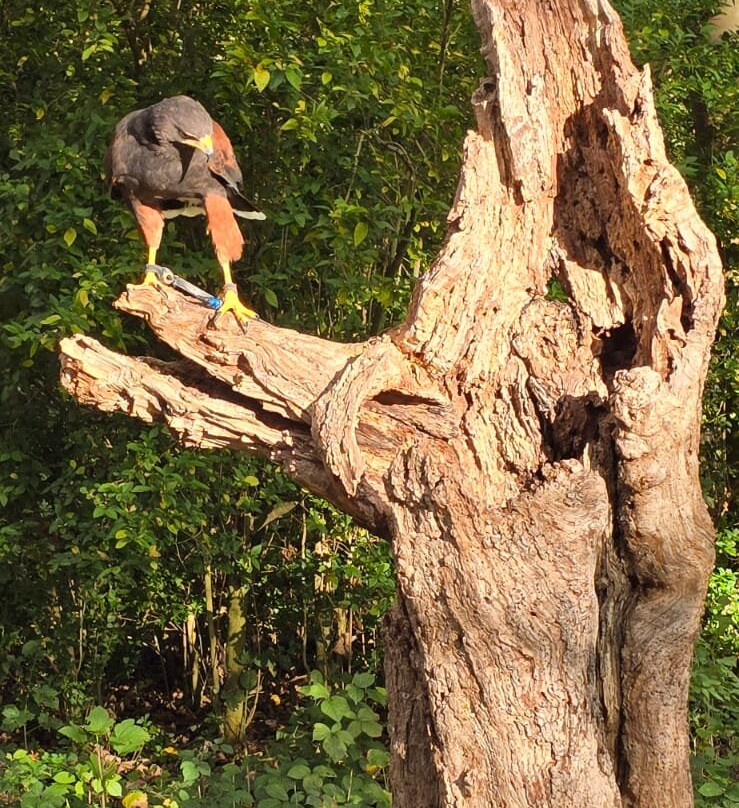 Bird of Prey Experiences - Hawkeye Falconry UK-Thoresby必去景点