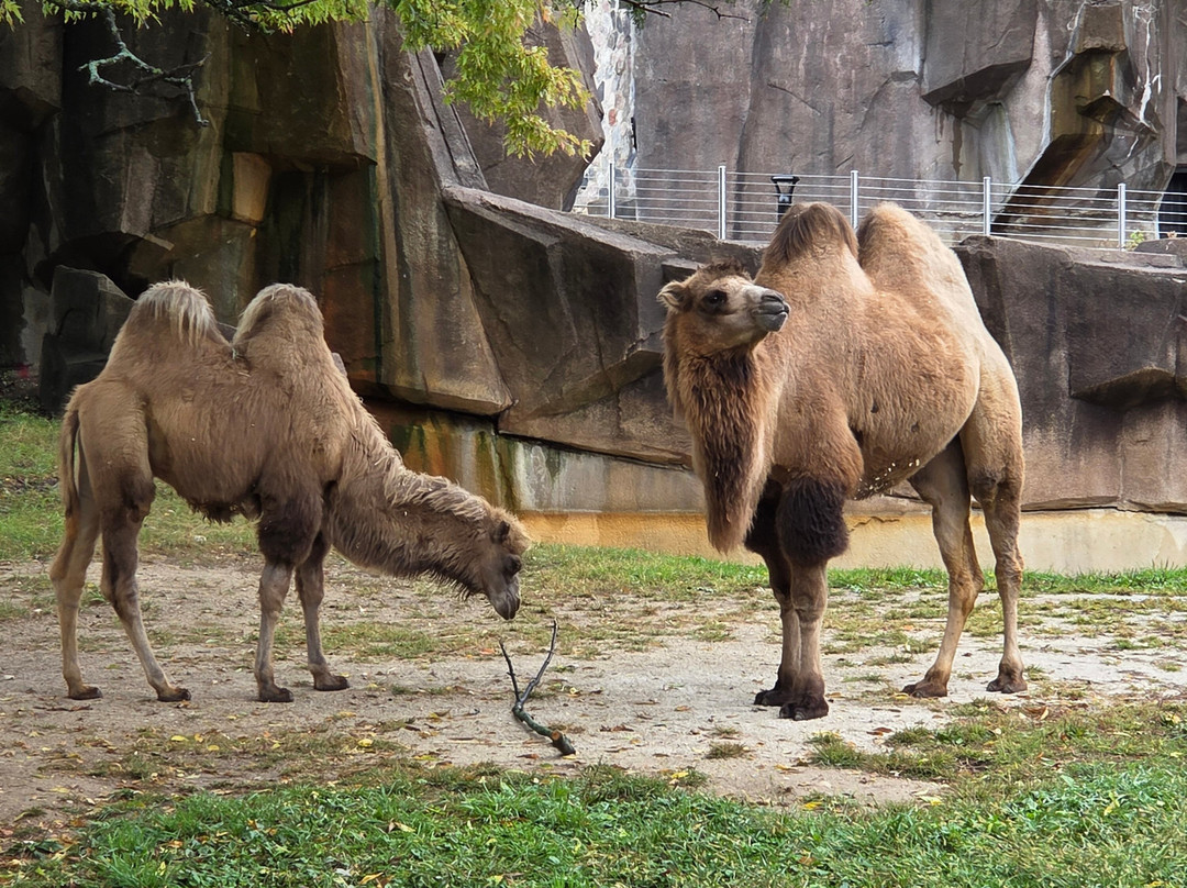 Milwaukee County Zoo-密尔沃基必去景点