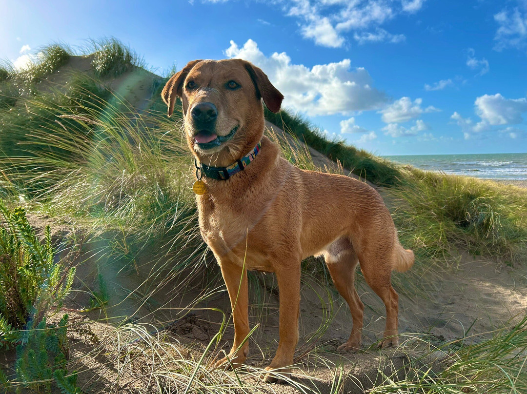 Ynyslas National Nature Reserve-Borth必去景点
