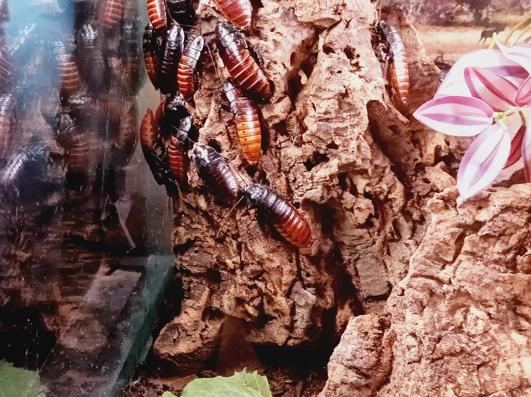 奥杜邦昆虫博物馆-新奥尔良必去景点