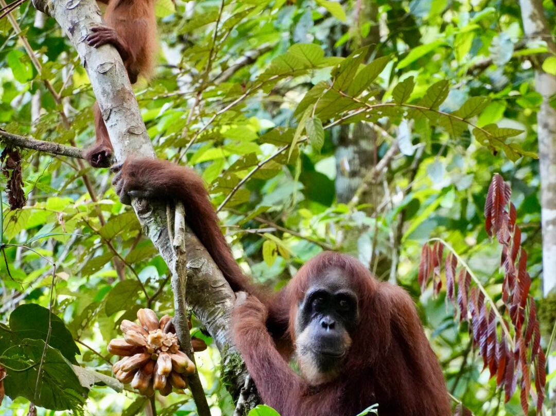 Jhony Jungle Trekking-Ketambe必去景点