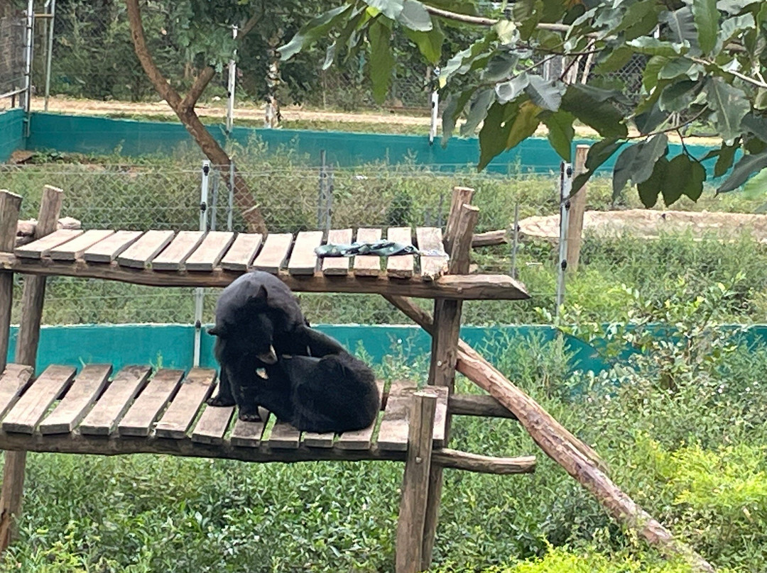 Free the Bears-琅勃拉邦必去景点