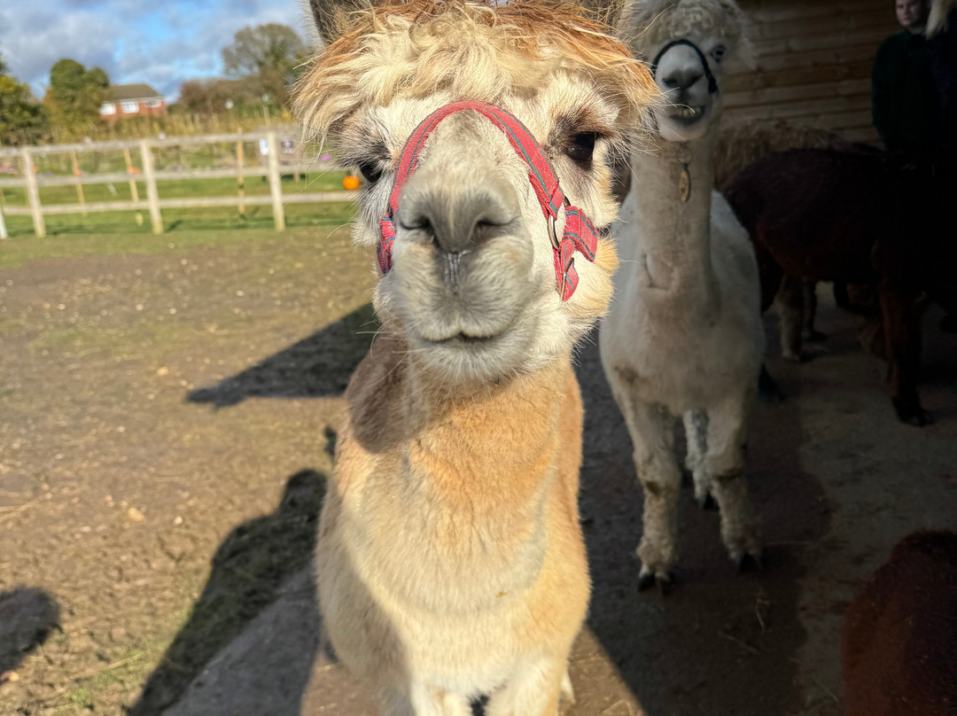 All Things Alpaca Ltd-切姆斯福德必去景点