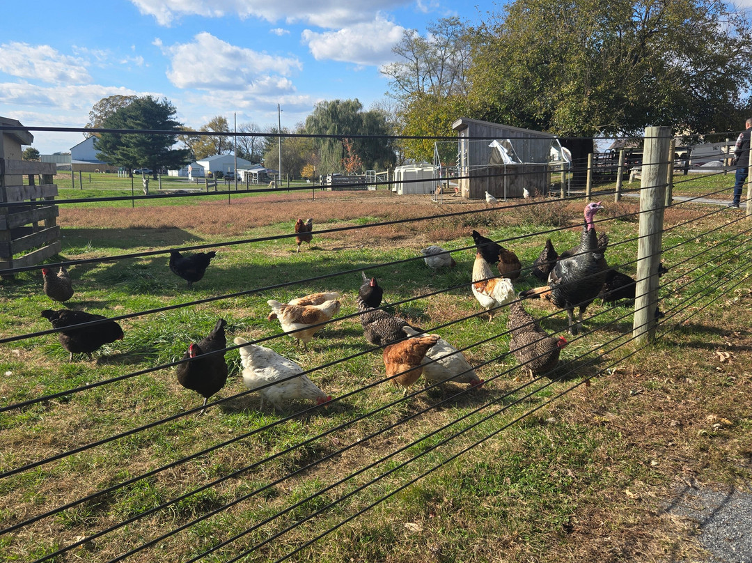 Strasburg Scooter Tours-Strasburg必去景点