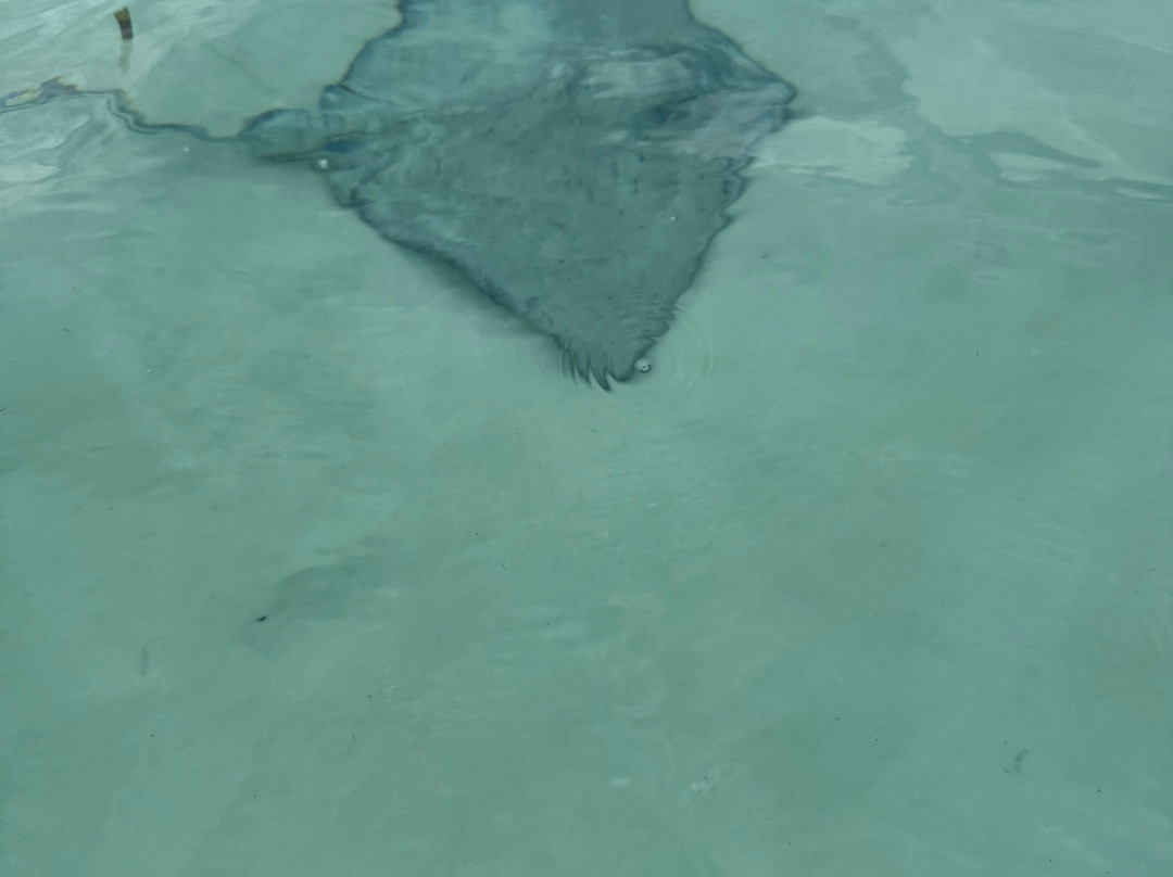 Smiggie's Excursion Concierge-考祖梅必去景点