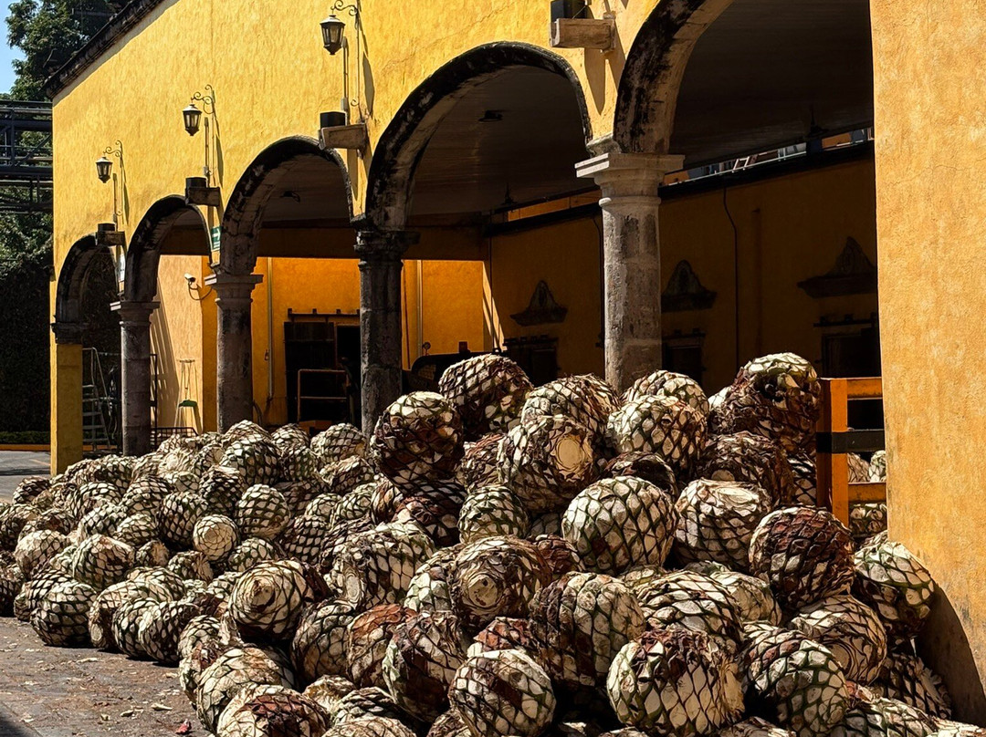 Experience Mex-ECO Tours-Melaque必去景点