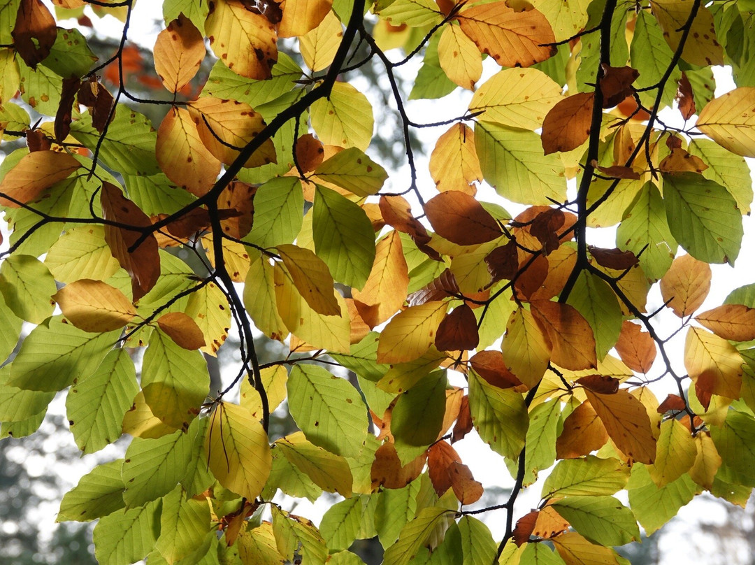 Landgoed Schovenhorst-Putten必去景点