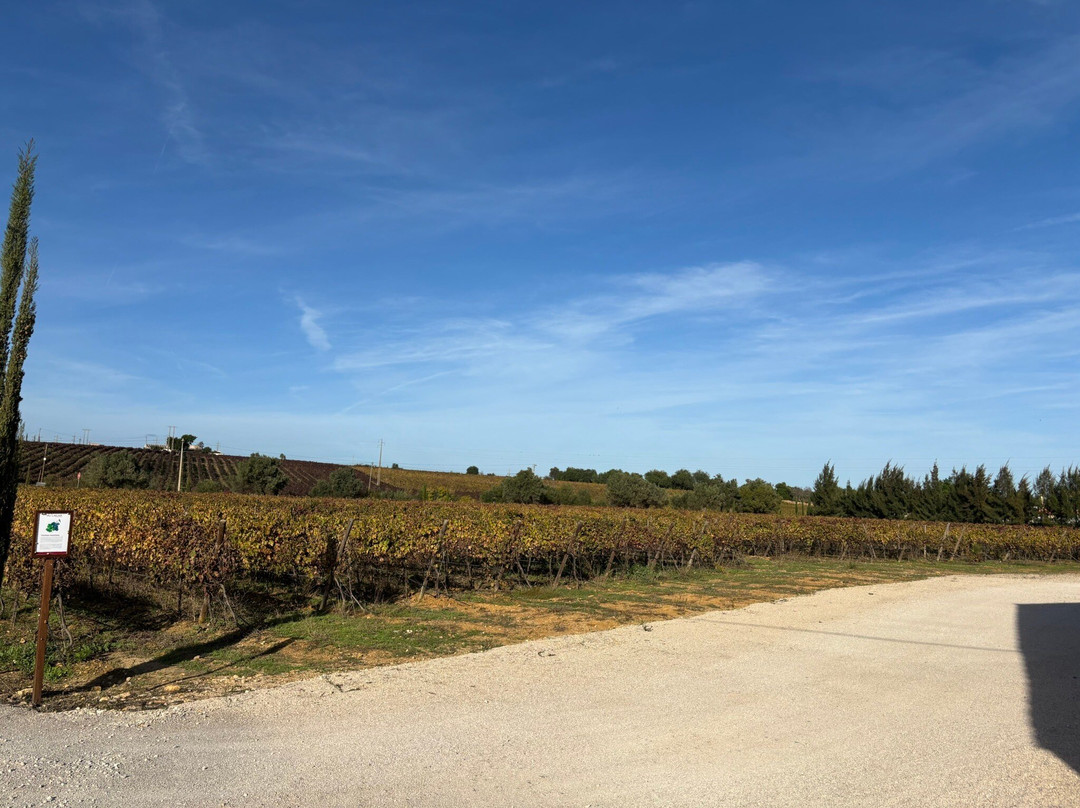 Al-lagar-塔维拉必去景点