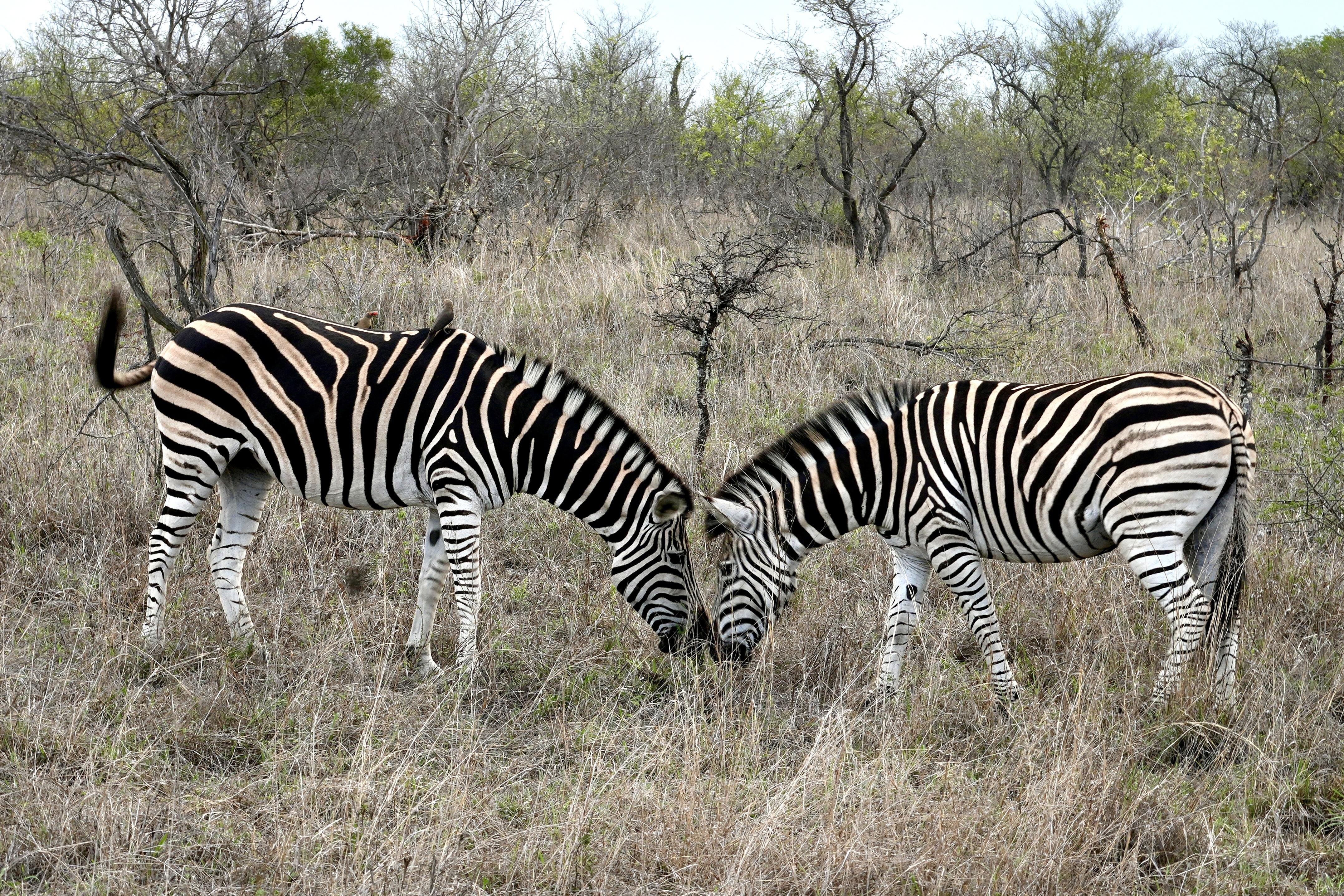 Shimungwe Lodge-官方
