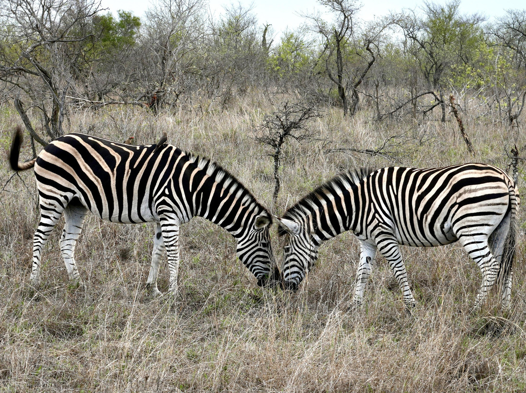 Shimungwe Lodge主图