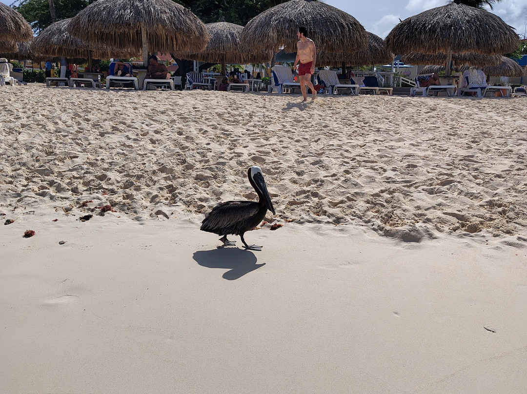 Divi Tree-Noord必去景点