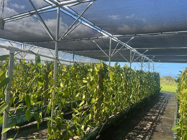 Maui Vanilla Farm