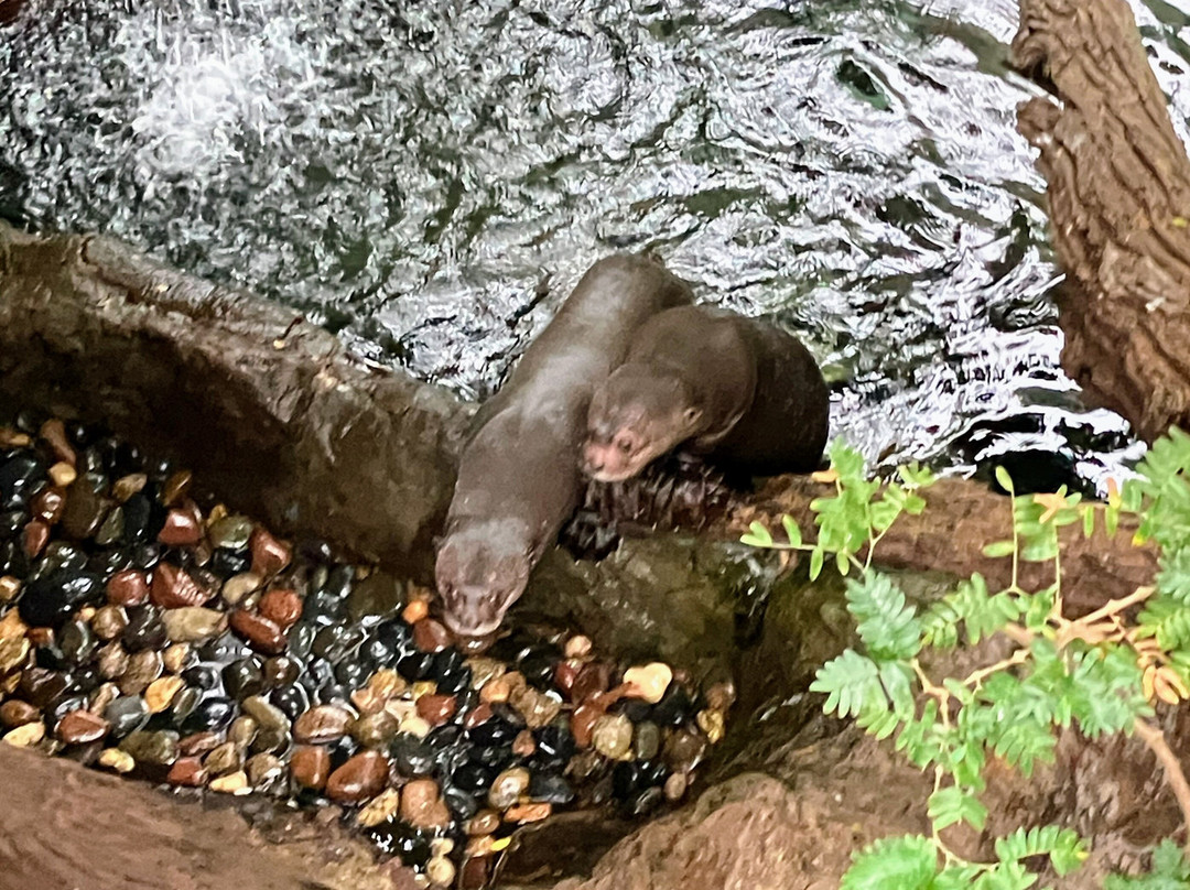 达拉斯世界水族馆-达拉斯必去景点