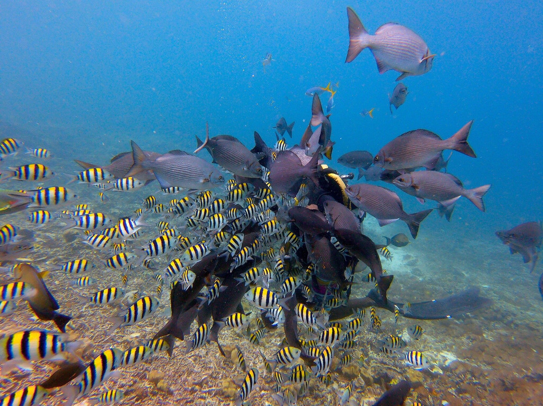 Olin Dive Center-Waisai必去景点