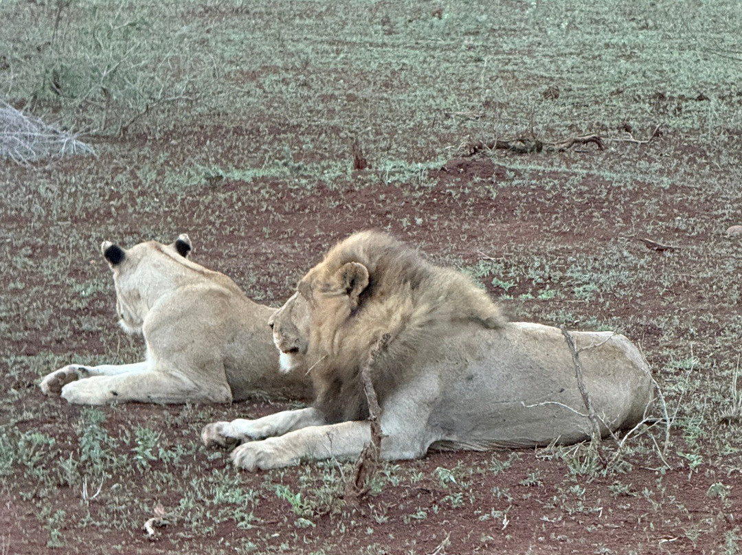 Wild Photo Africa Safaris-尼斯普鲁特必去景点