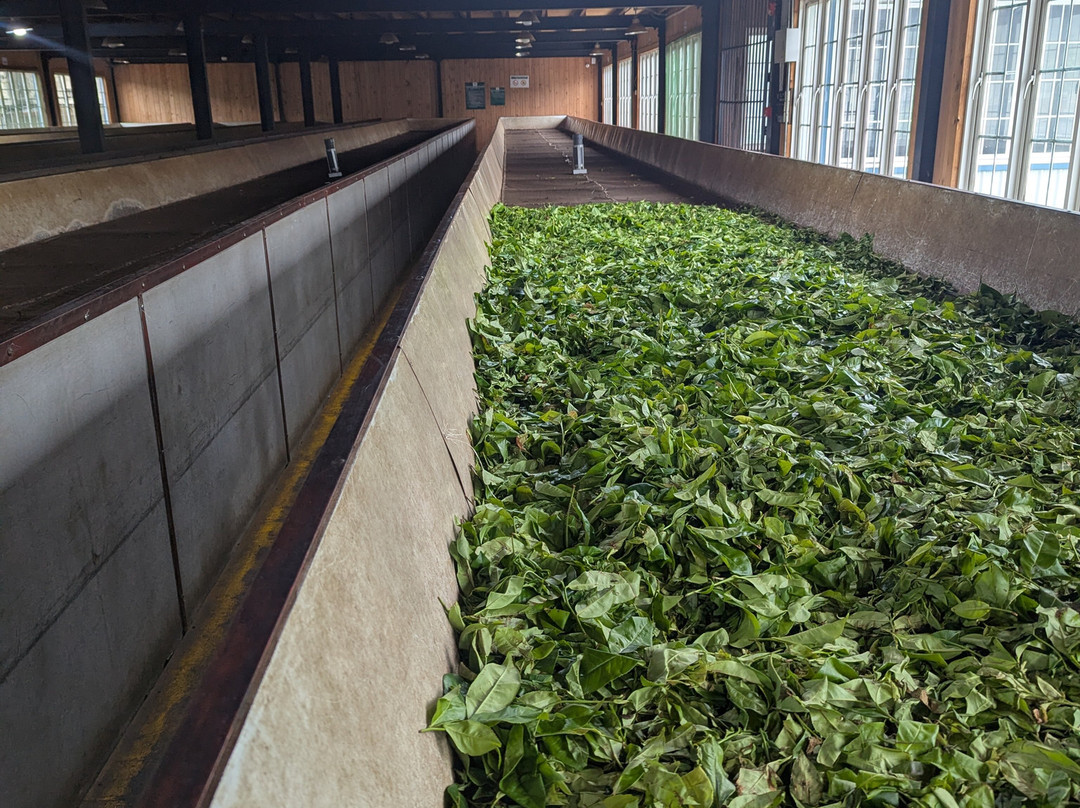 Pilimathalawa Tea Factory-Pilimathalawa必去景点
