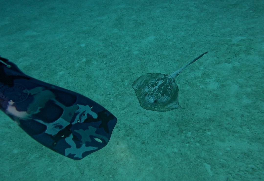 Prodivers Maldives-古丽都岛必去景点