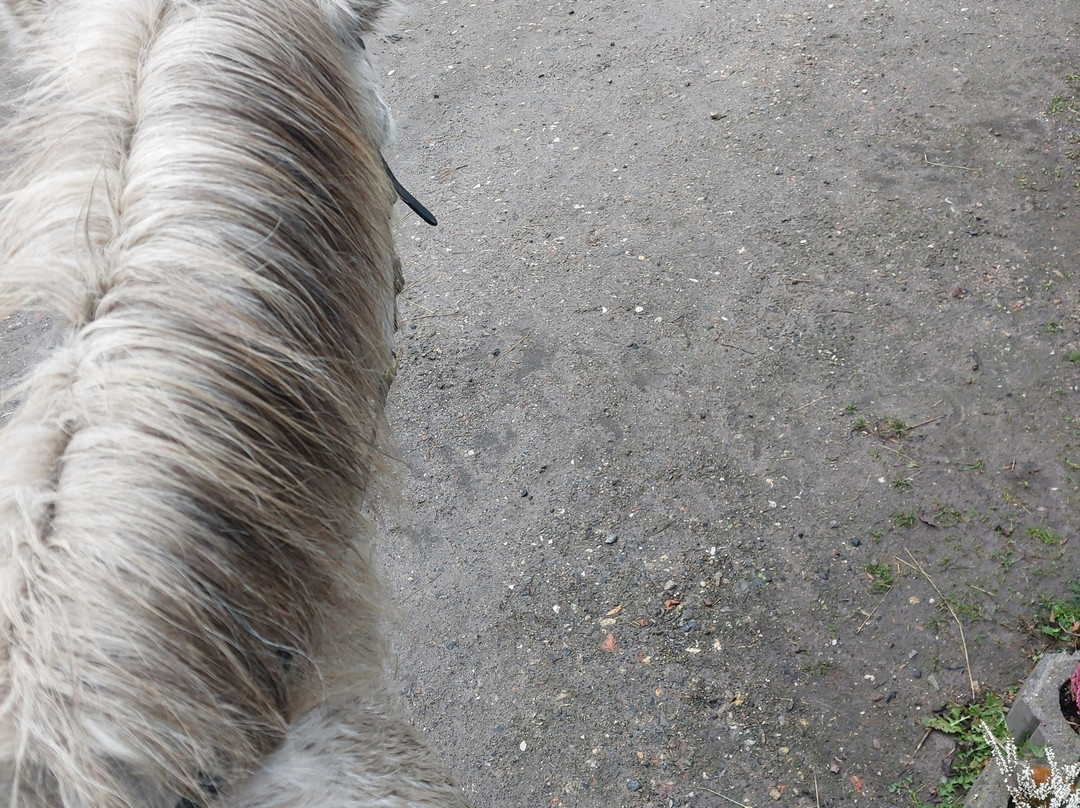 CPH:RIDE-德拉厄必去景点