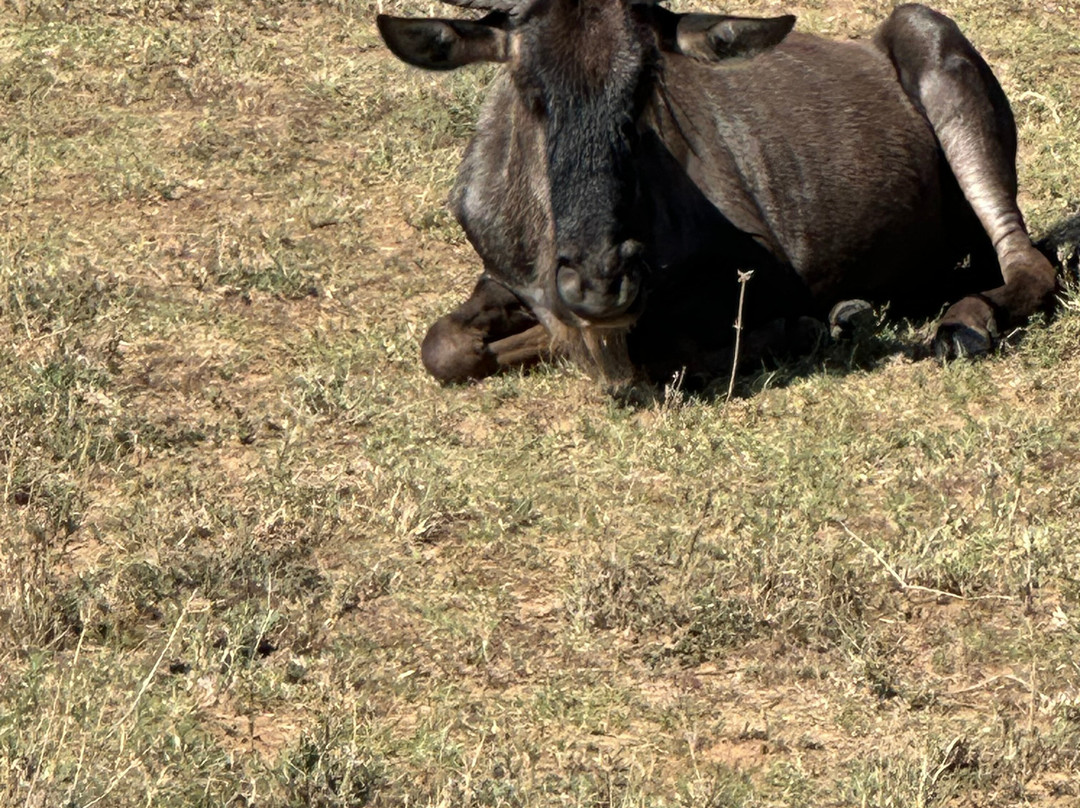 歌珊地非洲游猎之旅-阿鲁沙必去景点