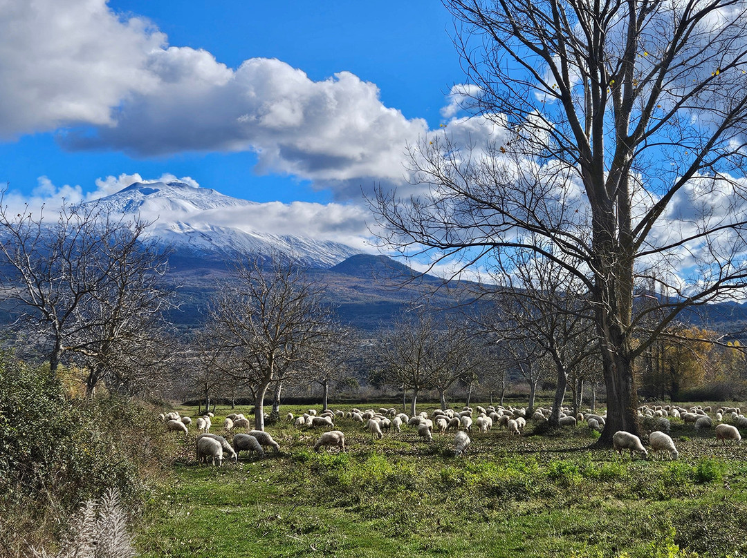 Azienda Agricola Gurrida-Randazzo必去景点
