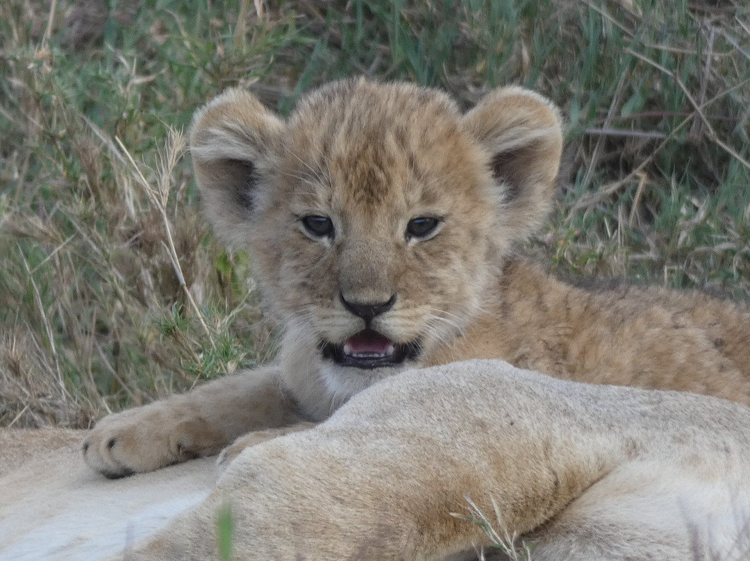 Ajabu Adventures Ltd - Day Tours-阿鲁沙必去景点