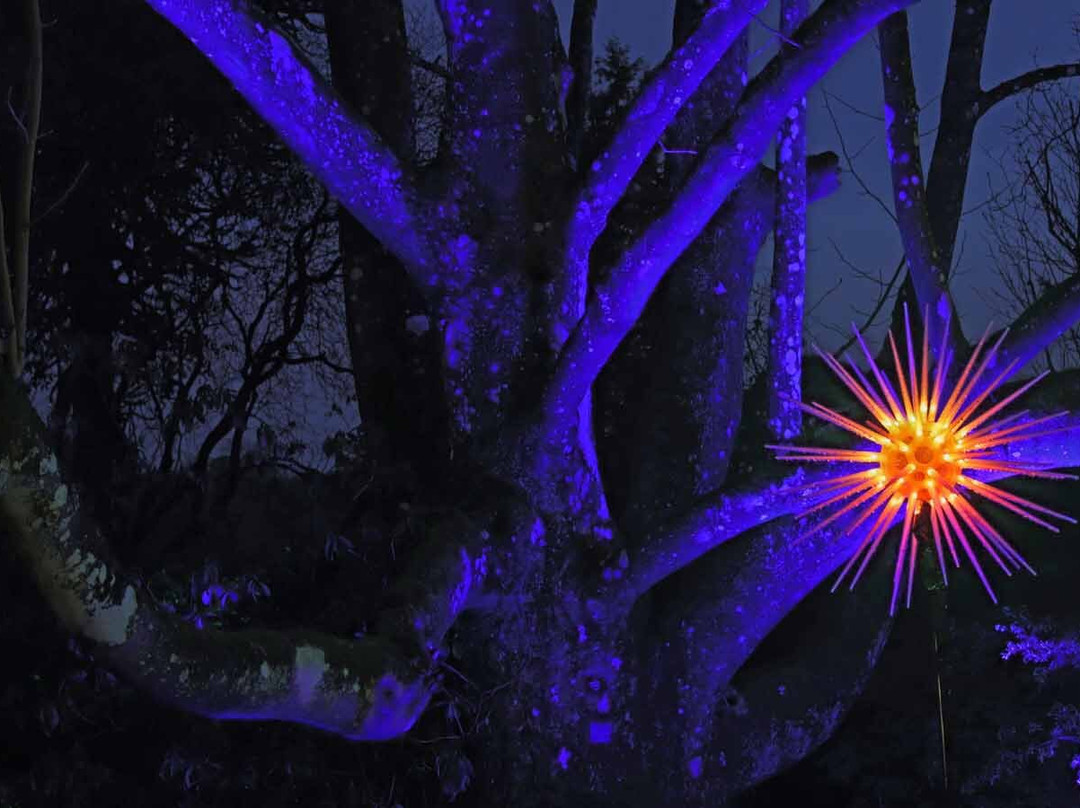 Leonardslee Illuminated-Lower Beeding必去景点