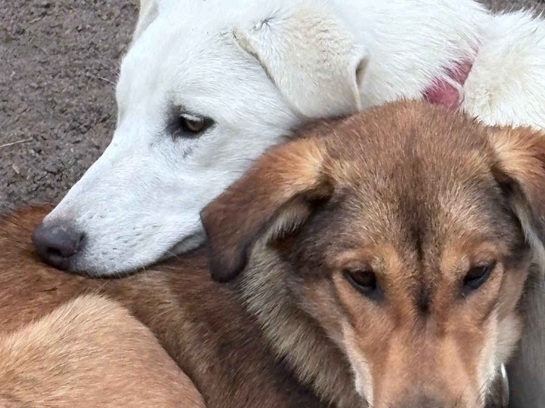 哈士奇雪橇之旅-罗瓦涅米必去景点