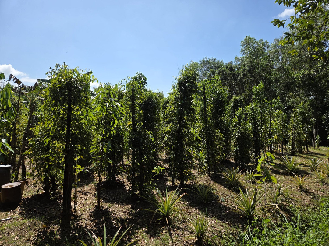 Phu Quoc Countryside-富国岛必去景点