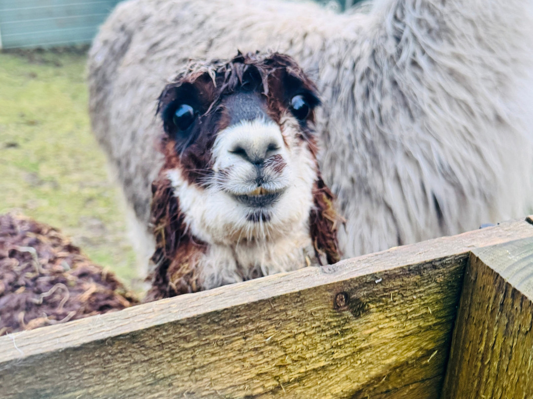 little peru alpaca trekking-Maybole必去景点