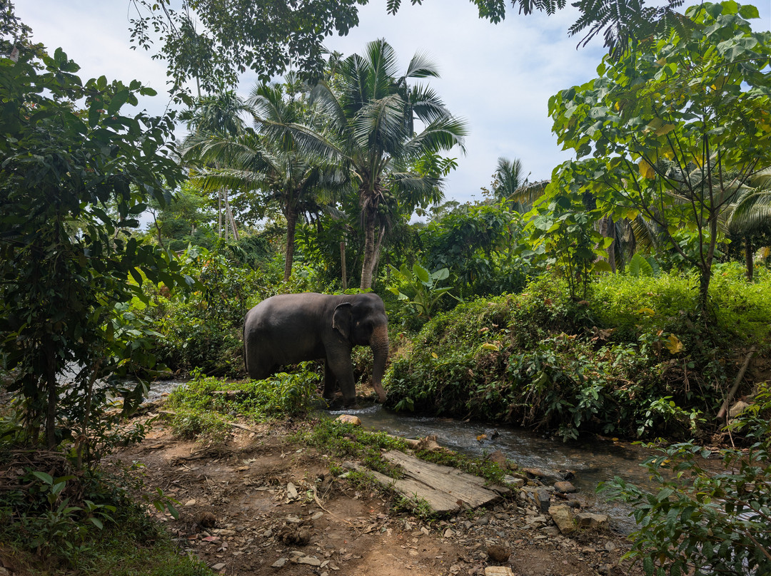 Lanta Island Safari Elephant Lover-Khlong Hin必去景点