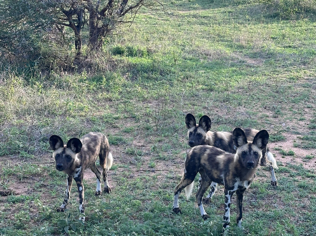 African Safari Group-开普敦必去景点