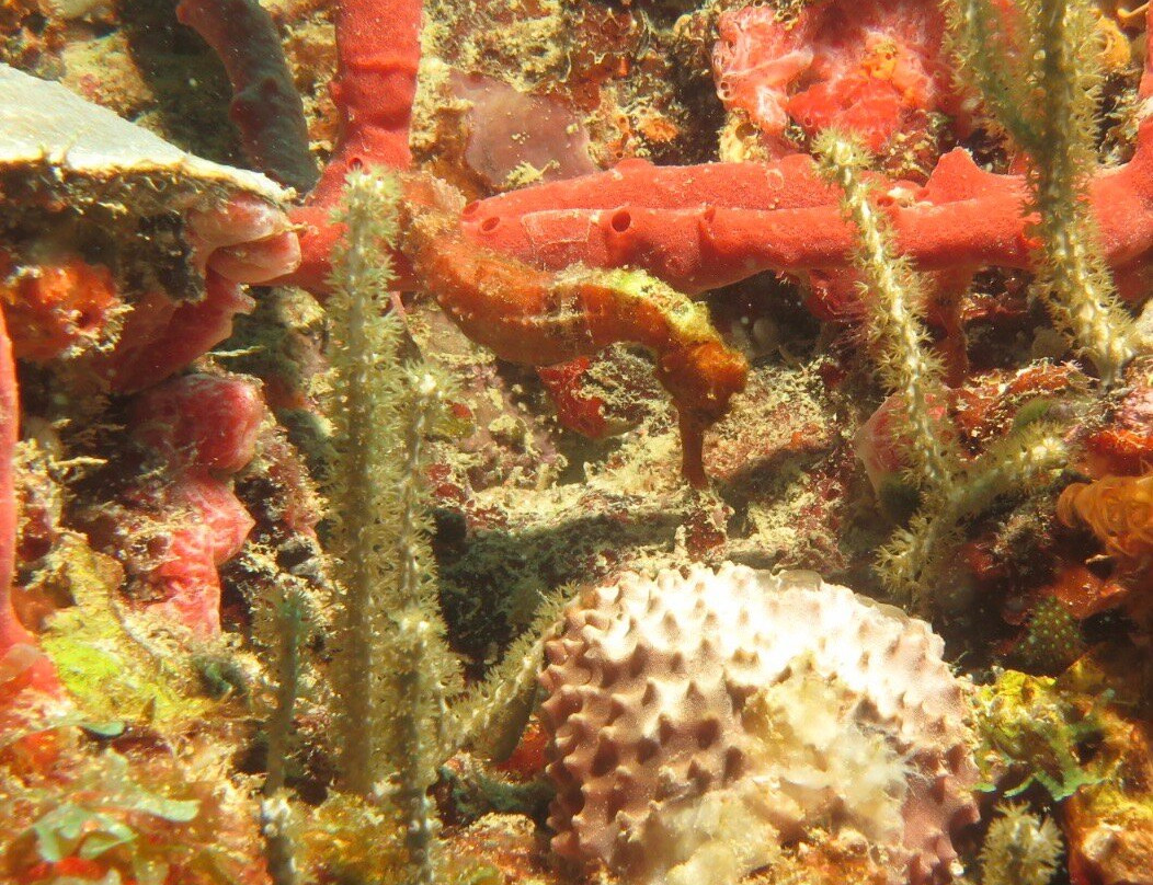 Aquanauts Grenada-True Blue必去景点