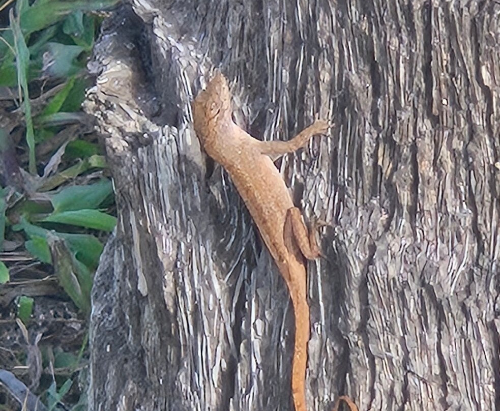 Indian Rocks Beach Nature Preserve-Indian Rocks Beach必去景点
