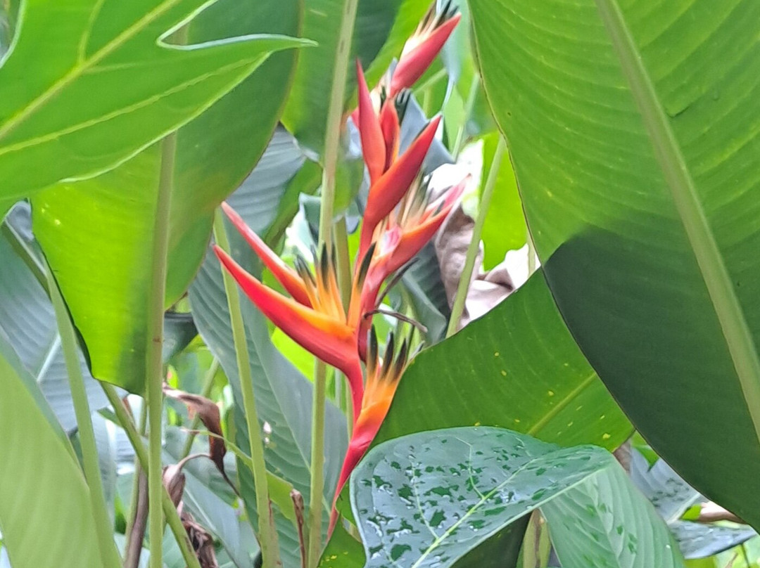 Jardin des Parfums et des Epices-Saint-Philippe必去景点