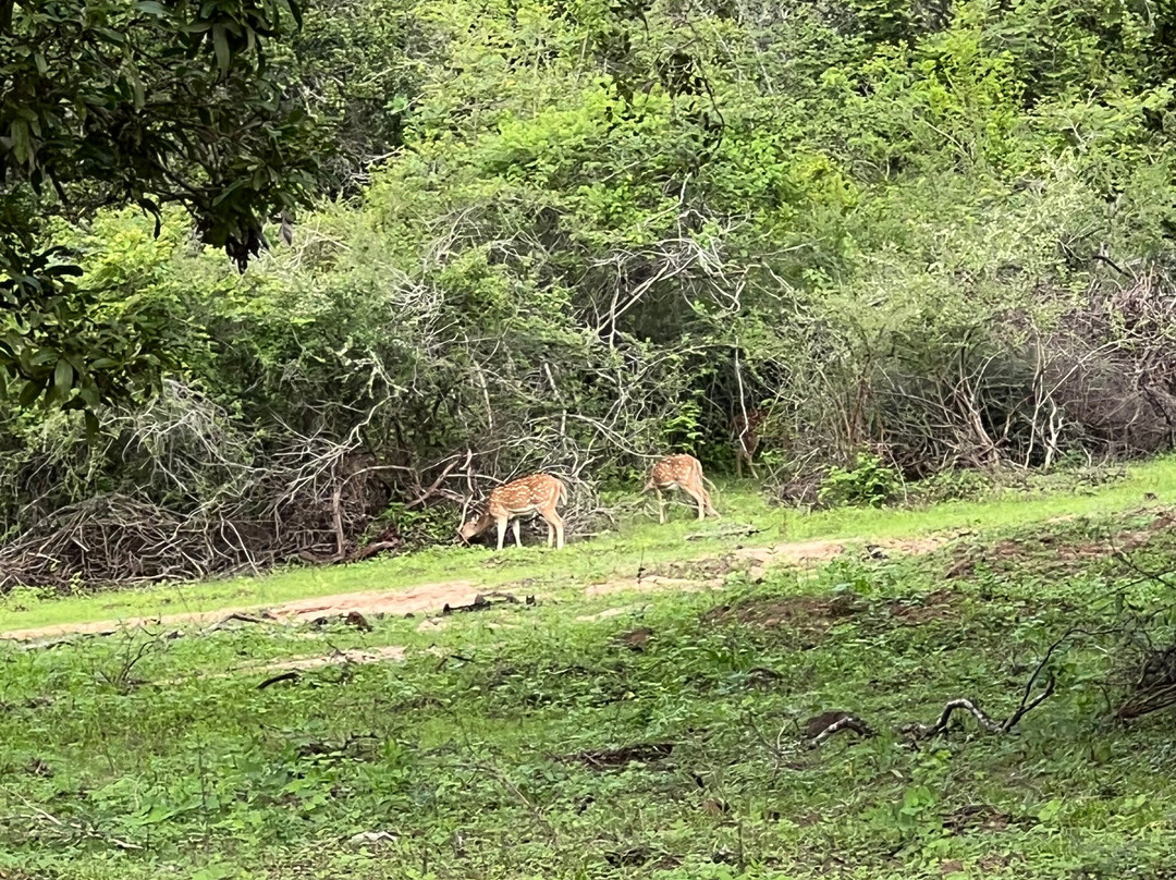 My Vacation at Lanka-Ratmalana必去景点