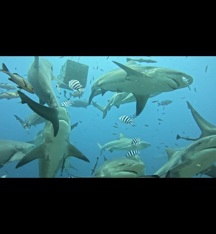 Beqa Adventure Divers-太平洋港必去景点