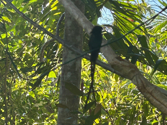 Barney's Botanical Garden Jamaica-内格里尔必去景点
