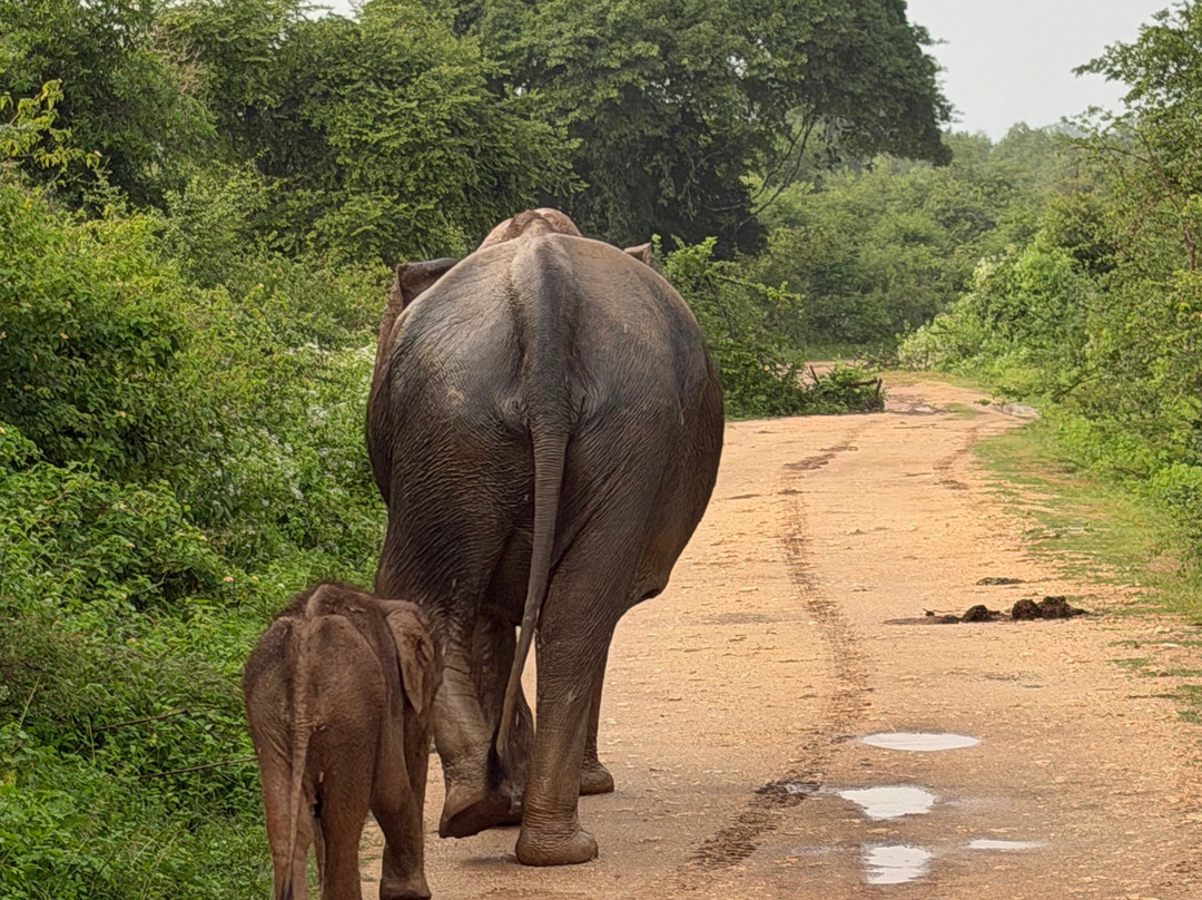 Mahoora Tented Safari Camp Udawalawe主图