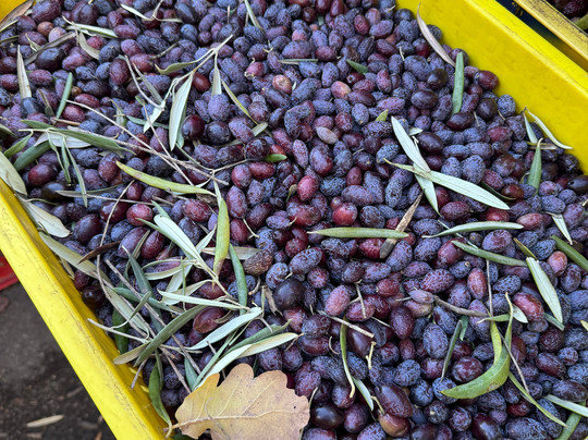 Turi Eccellenze dell'Etna-Randazzo必去景点