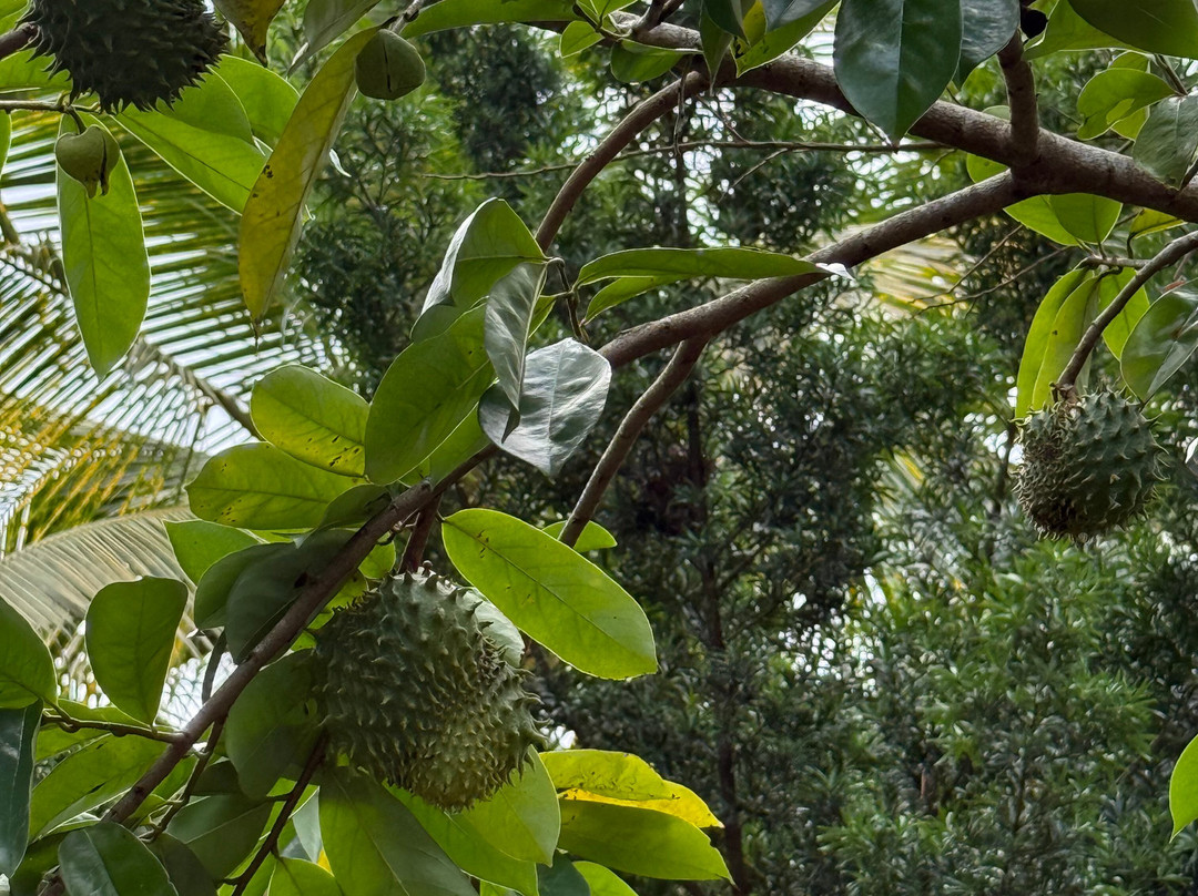 Tsara Tea-Akuressa必去景点