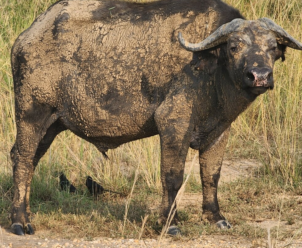 Mukiza Gorilla Expeditions-Kanungu必去景点