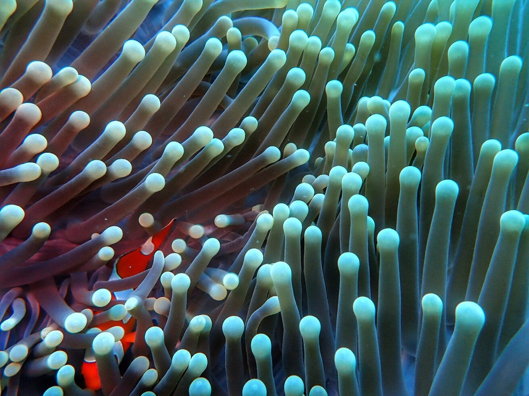 Menjangan Tour Snorkeling & Diving-Pejarakan必去景点