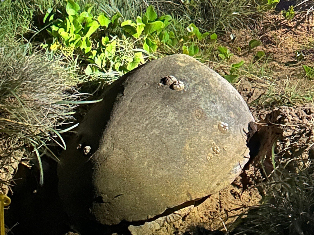 Mon Repos Turtle Encounter-邦德堡必去景点