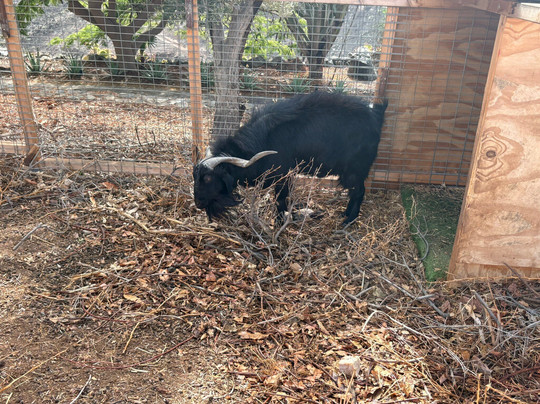 Finca Pepeoil-马斯帕洛马斯必去景点