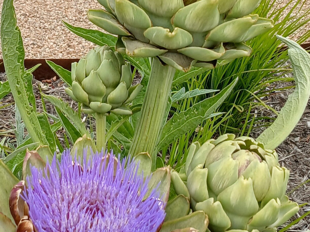 Crittenden Estate-Dromana必去景点