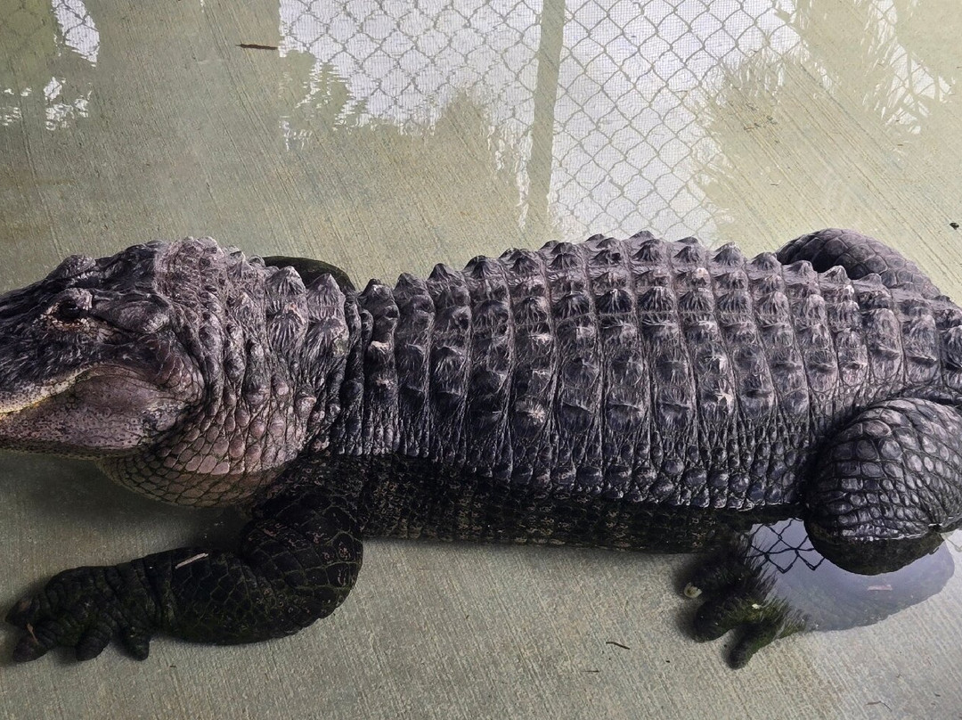 Captain Jack's Airboat Tours-大沼泽地必去景点