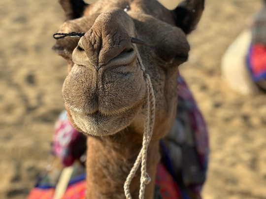 Jaisalmer Camel Safari-杰伊瑟尔梅尔必去景点